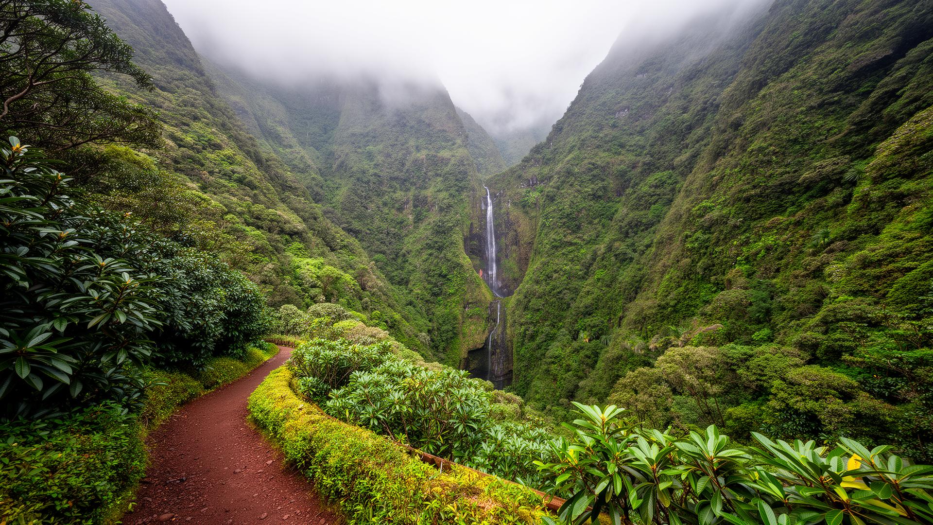 Levada wandelpad door laurierbos op Madeira